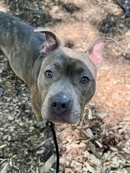 Mixed Breed