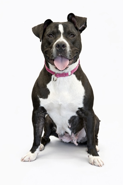 Mixed Breed