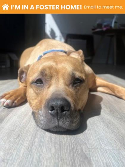 Mixed Breed