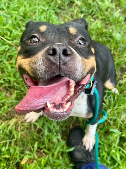 Mixed Breed