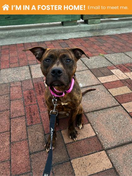 Mixed Breed