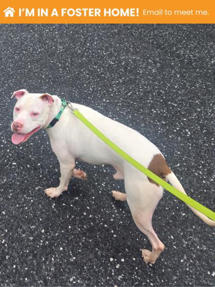 Mixed Breed