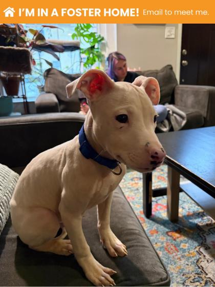 Butterfly Clip 4 (mars)