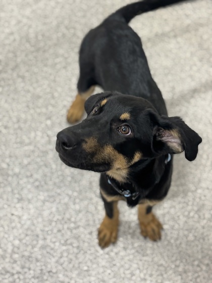 Mixed Breed