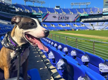 Making your Friday better one dog at - Pittsburgh Steelers