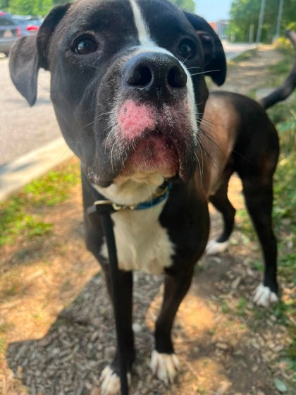 Mixed Breed