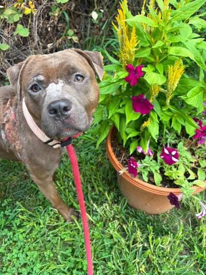 Mixed Breed