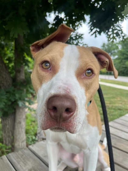 Mixed Breed