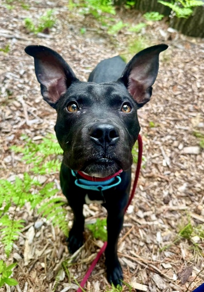 Mixed Breed