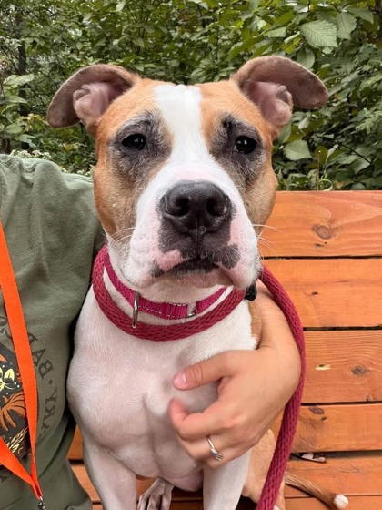 Mixed Breed