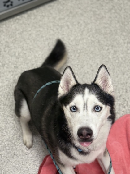 Milo
