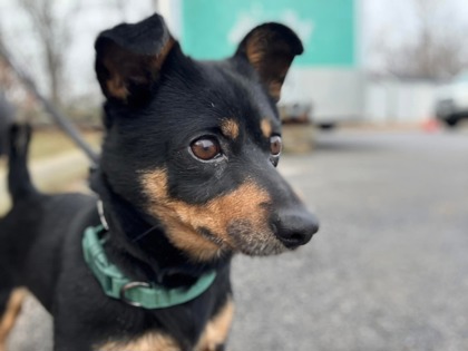 Mixed Breed