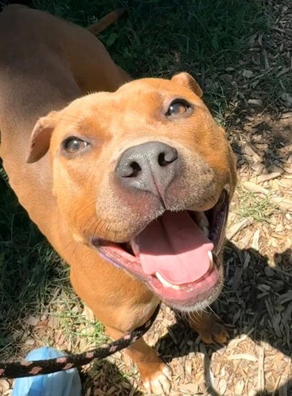 Mixed Breed