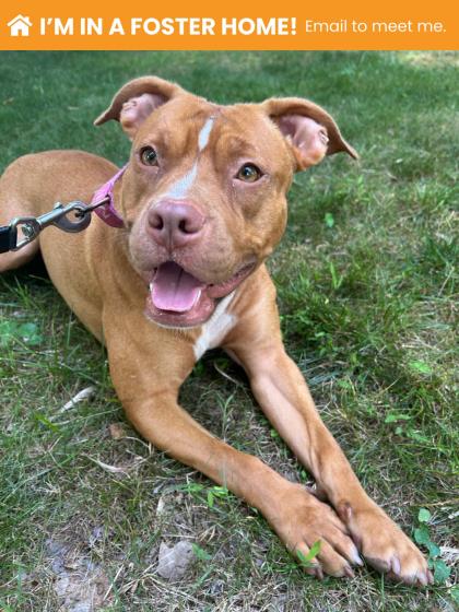 Mixed Breed