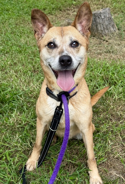 Mixed Breed