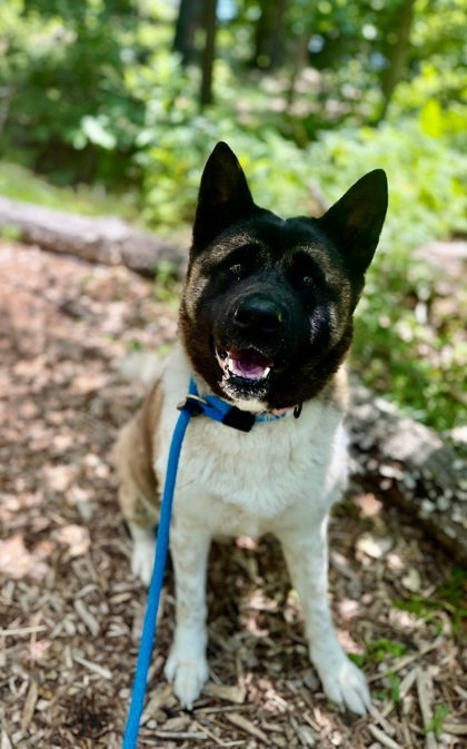 Mixed Breed