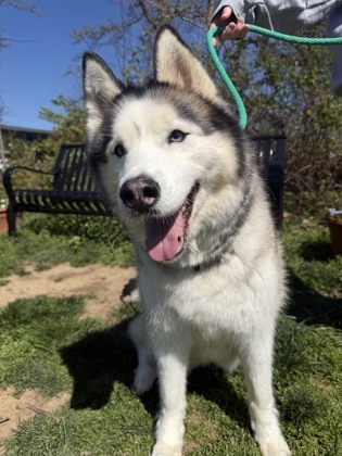 Nova