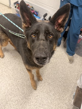 Zeus