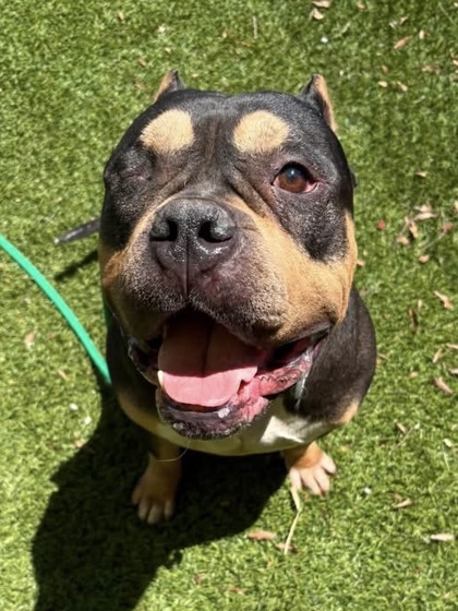 Spyro 3 (Loki), adoptable senior Mixed Breed, Large (over 44 lbs fully grown)/Mix