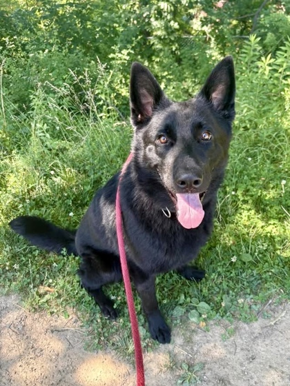Fenrir