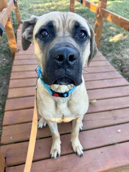 Mixed Breed