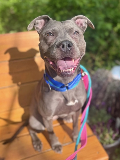 Mixed Breed