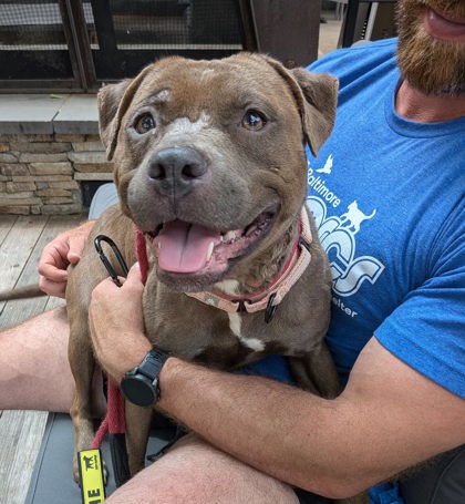 Mixed Breed