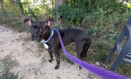 Roxie