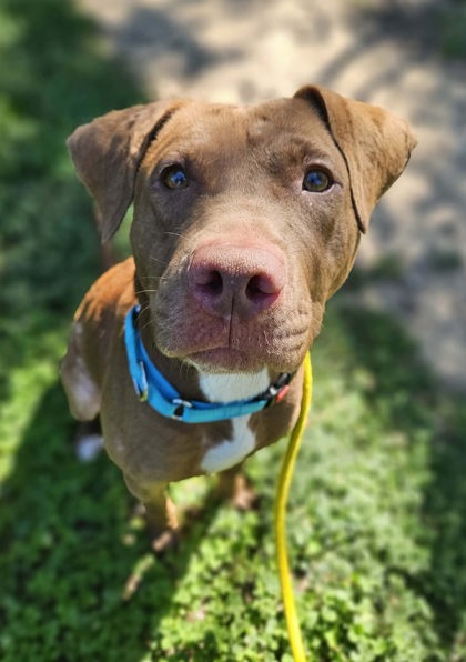 Mixed Breed