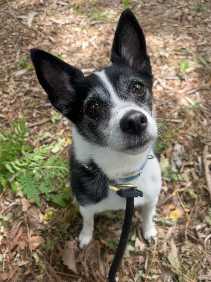 Moo Cow, adoptable senior Mixed Breed, Small (under 24 lbs fully grown)/Mix