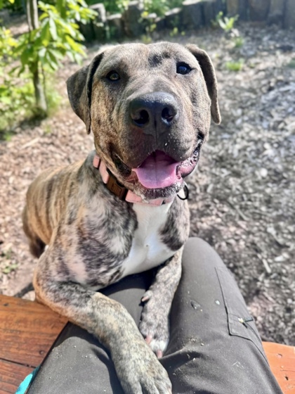 Mixed Breed