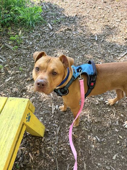 Mixed Breed