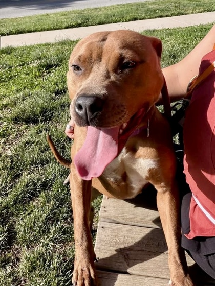 Mixed Breed