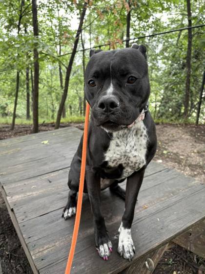 Mixed Breed