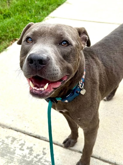 Mixed Breed