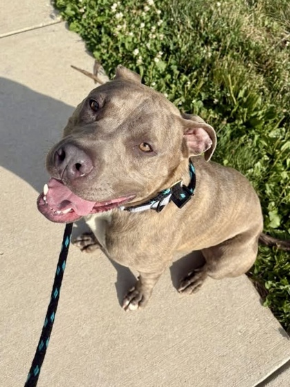 Mixed Breed