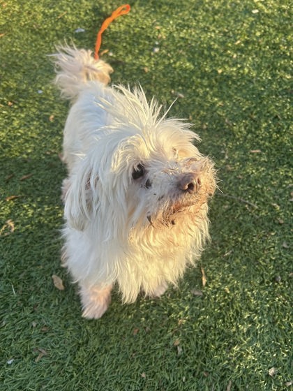 Tartar Sauce (Jeo) (Snowball)