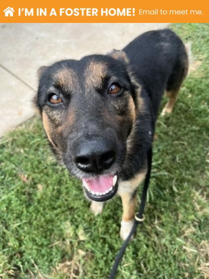 Mixed Breed