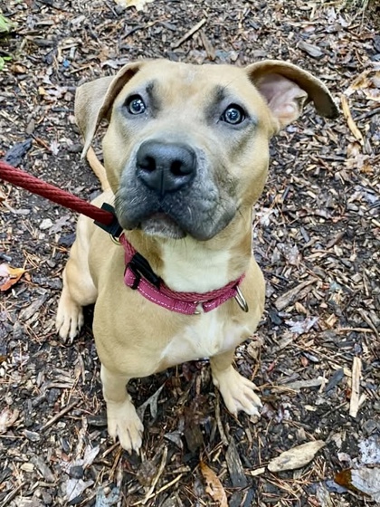 Mixed Breed