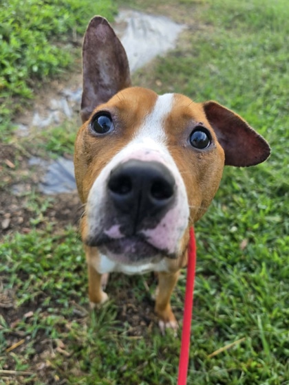 Daffodil
