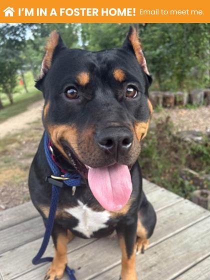 Mixed Breed