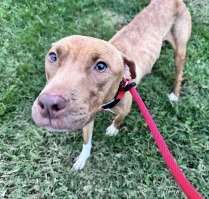 Mixed Breed