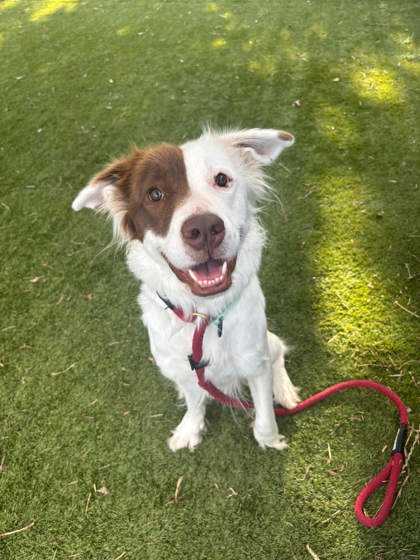 Dog With A Blog