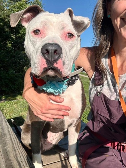Mixed Breed