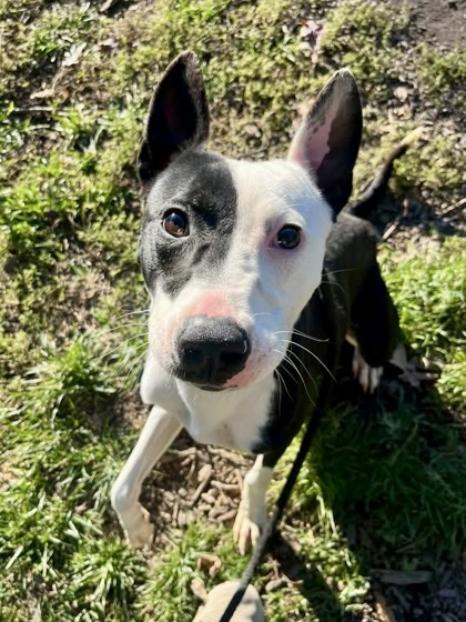 Mixed Breed