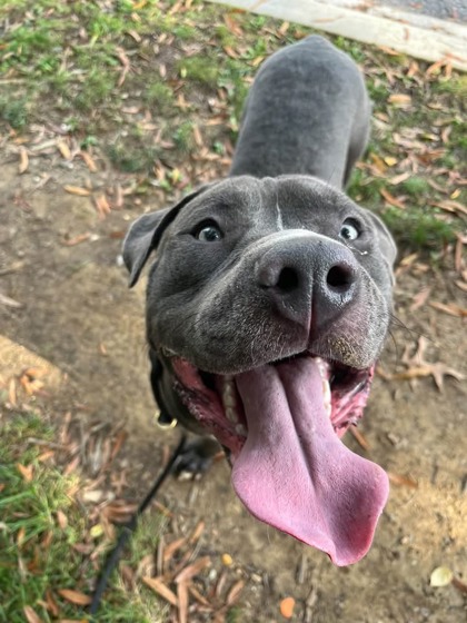 Mixed Breed