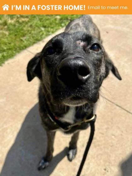 Mixed Breed
