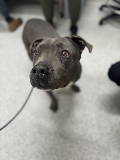 Mixed Breed