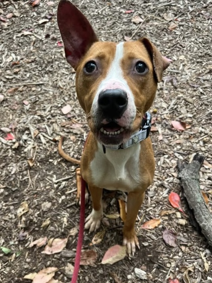 Mixed Breed