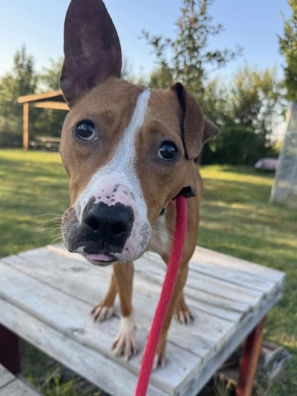 Mixed Breed